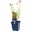 FLORASELF Salie Salvia Greggii 'Joy' Ø 11 Cm -FLORASELF Verkoop DV 8 10351626 01 4c DE 20210311075553