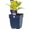 FLORASELF Hartlelie Hosta 'Permafrost' Potmaat Ø 11 Cm H 10-40 Cm 1 FLORASELF Hartlelie Hosta 'Permafrost' Potmaat Ø 11 Cm H 10-40 Cm -FLORASELF Verkoop DV 8 10351631 01 4c DE 20210311081627
