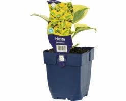 FLORASELF Hartlelie Hosta 'Permafrost' Potmaat Ø 11 Cm H 10-40 Cm