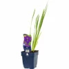 FLORASELF Scheefbloem Iris Ensata 'Dinner Plate® Blueberry Pie' Ø 11 Cm 1 FLORASELF Scheefbloem Iris Ensata 'Dinner Plate® Blueberry Pie' Ø 11 Cm -FLORASELF Verkoop DV 8 10351635 01 4c DE 20210311081318