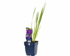 FLORASELF Scheefbloem Iris Ensata 'Dinner Plate® Blueberry Pie' Ø 11 Cm