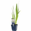 FLORASELF Scheefbloem Iris Ensata 'Dinner Plate® Ice Cream' Ø 11 Cm -FLORASELF Verkoop DV 8 10351636 01 4c DE 20210311081524