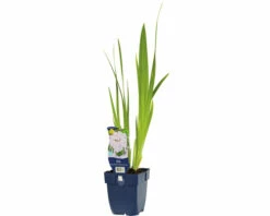 FLORASELF Scheefbloem Iris Ensata 'Dinner Plate® Ice Cream' Ø 11 Cm