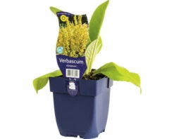 FLORASELF Hertshooi Verbascum Olympicum Ø 11 Cm