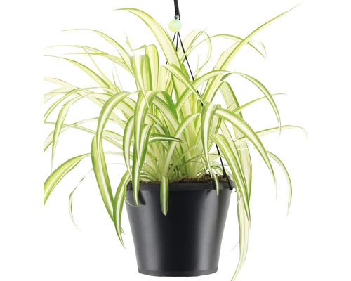 FLORASELF Graslelie Chlorophytum Comosum 'Bonnie' Potmaat Ø 17 Cm H 40-50 Cm 4 FLORASELF Graslelie Chlorophytum Comosum 'Bonnie' Potmaat Ø 17 Cm H 40-50 Cm - Afbeelding 2