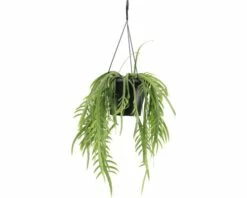 FLORASELF Lepismium Bolivianum Lepismium Bolivianum Hangplant Potmaat Ø 17 Cm H 20-30 Cm