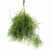 FLORASELF Rhipsalis 'Oasis' Potmaat Ø 17 Cm H 20-30 Cm -FLORASELF Verkoop DV 8 10353448 01 4c DE 20210114141759