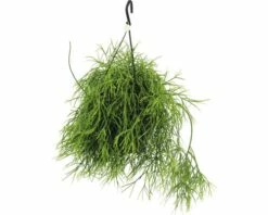 FLORASELF Rhipsalis 'Oasis' Potmaat Ø 17 Cm H 20-30 Cm