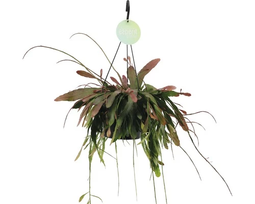 Ontdek Deze Prachtige Planten Voor Jouw Thuis in 2025 -FLORASELF Verkoop DV 8 10353449 01 4c DE 20210114141759