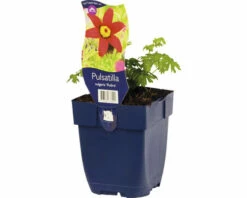 FLORASELF Wildemanskruid Pulsatilla Vulgaris 'Rubra' Potmaat Ø 11 Cm H 5-20 Cm