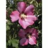 FloraSelf Altheastruik Hibiscus Syriacus 'Woodbridge' Potmaat 6 Liter H 60-80 Cm -FLORASELF Verkoop DV 8 10357591 01 4c DE 20201221234651