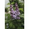 FLORASELF Sering Syringa Vulgaris 'Michel Buchner' H 60-80 Cm -FLORASELF Verkoop DV 8 10357613 01 4c DE 20201221234651