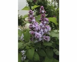 FLORASELF Sering Syringa Vulgaris 'Michel Buchner' H 60-80 Cm