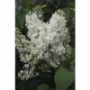 FLORASELF Sering Syringa Vulgaris 'Mme Florent Stepman' H 60-80 Cm -FLORASELF Verkoop DV 8 10357614 01 4c DE 20201221234651