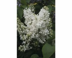 FLORASELF Sering Syringa Vulgaris 'Mme Florent Stepman' H 60-80 Cm
