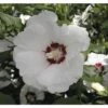 FloraSelf Altheastruik Hibiscus Syriacus 'Red Heart' Potmaat 6 Liter H 60-80 Cm 2 FloraSelf Altheastruik Hibiscus Syriacus 'Red Heart' Potmaat 6 Liter H 60-80 Cm -FLORASELF Verkoop DV 8 10357617 02 4c DE 20201221234651