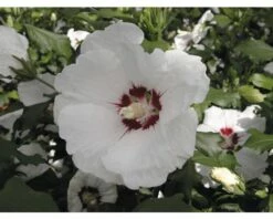 FloraSelf Altheastruik Hibiscus Syriacus 'Red Heart' Potmaat 6 Liter H 60-80 Cm
