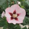 FLORASELF Altheastruik Hibiscus Syriacus 'Hamabo' H 60-80 Cm -FLORASELF Verkoop DV 8 10357618 02 4c DE 20201222051655
