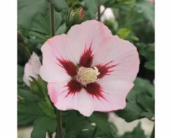 FLORASELF Altheastruik Hibiscus Syriacus 'Hamabo' H 60-80 Cm