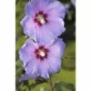 FloraSelf Altheastruik Hibiscus Syriacus 'Marina' Potmaat 6 Liter H 60-80 Cm