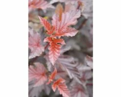 FloraSelf Blaasspirea Physocarpus Opulifolius 'Lady In Red' Potmaat 6 Liter H 40-60 Cm