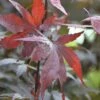 FLORASELF Japanse Esdoorn Acer Palmatum 'Bloodgood' Potmaat 10 L H 80-100 Cm -FLORASELF Verkoop DV 8 10357644 01 4c DE 20201222051655
