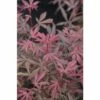 FLORASELF Japanse Esdoorn Acer Palmatum 'Jerre Schwartz' Potmaat 10 L H 80-100 Cm -FLORASELF Verkoop DV 8 10357645 01 4c DE 20201222051655