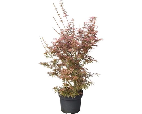 FLORASELF Japanse Esdoorn Acer Palmatum 'Jerre Schwartz' Potmaat 10 L H 80-100 Cm 4 FLORASELF Japanse Esdoorn Acer Palmatum 'Jerre Schwartz' Potmaat 10 L H 80-100 Cm - Afbeelding 2