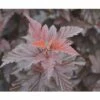 FLORASELF Sneeuwbalspirea Physocarpus Opulifolius 'Little Angel' H 100-125 Cm -FLORASELF Verkoop DV 8 10357646 01 4c DE 20201222051655