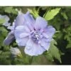 FloraSelf Altheastruik Hibiscus Syriacus 'Blue Chiffon' Potmaat 4,5 Liter H 50-60 Cm -FLORASELF Verkoop DV 8 10357661 02 4c DE 20201222051655
