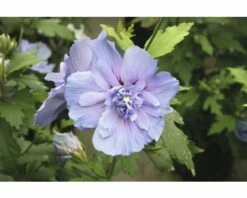 FloraSelf Altheastruik Hibiscus Syriacus 'Blue Chiffon' Potmaat 4,5 Liter H 50-60 Cm