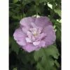 FloraSelf Altheastruik Hibiscus Syriacus 'Lavender Chiffon' ® Potmaat 4,5 Liter H 50-60 Cm
