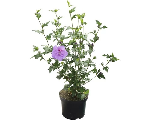 FloraSelf Altheastruik Hibiscus Syriacus 'Lavender Chiffon' ® Potmaat 4,5 Liter H 50-60 Cm 4 FloraSelf Altheastruik Hibiscus Syriacus 'Lavender Chiffon' ® Potmaat 4,5 Liter H 50-60 Cm - Afbeelding 2