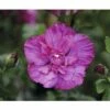 FloraSelf Altheastruik Hibiscus Syriacus 'Magenta Chiffon' Potmaat 4,5 Liter H 50-60 Cm -FLORASELF Verkoop DV 8 10357663 02 4c DE 20201222051655