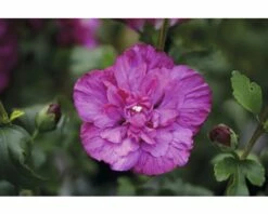 FloraSelf Altheastruik Hibiscus Syriacus 'Magenta Chiffon' Potmaat 4,5 Liter H 50-60 Cm