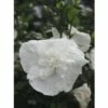 FloraSelf Altheastruik Hibiscus Syriacus 'White Chiffon' Potmaat 4,5 Liter H 50-60 Cm -FLORASELF Verkoop DV 8 10357664 01 4c DE 20201222051655