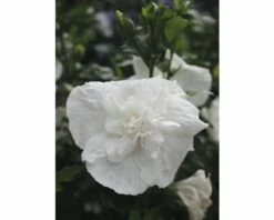 FloraSelf Altheastruik Hibiscus Syriacus 'White Chiffon' Potmaat 4,5 Liter H 50-60 Cm