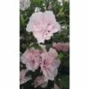 FloraSelf Altheastruik Hibiscus Syriacus 'Pink Chiffon' Potmaat 4,5 Liter H 50-60 Cm