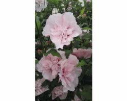 FloraSelf Altheastruik Hibiscus Syriacus 'Pink Chiffon' Potmaat 4,5 Liter H 50-60 Cm