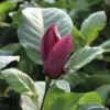 FLORASELF Beverboom Magnolia 'Oriental Night' Potmaat 10 L H 100-125 Cm -FLORASELF Verkoop DV 8 10357667 02 4c DE 20201222051655