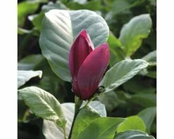 FLORASELF Beverboom Magnolia 'Oriental Night' Potmaat 10 L H 100-125 Cm