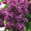 FLORASELF Sering Syringa Vulgaris 'Mrs. Edward Harding' Potmaat 10 L H 60-80 Cm -FLORASELF Verkoop DV 8 10357668 01 4c DE 20201222051655