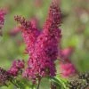 FLORASELF Vlinderstruik Buddleja Davidii 'Prince Charming' ® H 40 Cm -FLORASELF Verkoop DV 8 10357670 01 4c DE 20201222051655