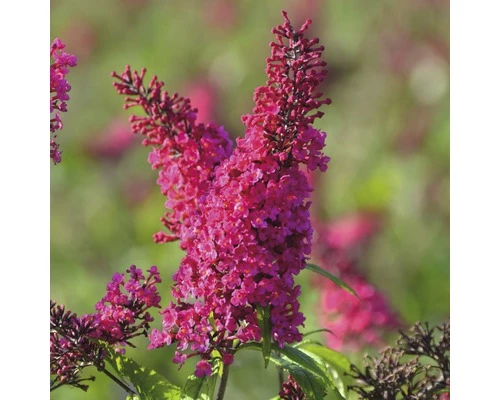 FLORASELF Vlinderstruik Buddleja Davidii 'Prince Charming' ® H 40 Cm 3 FLORASELF Vlinderstruik Buddleja Davidii 'Prince Charming' ® H 40 Cm