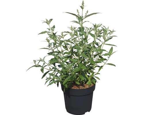 FLORASELF Vlinderstruik Buddleja Davidii 'Prince Charming' ® H 40 Cm 4 FLORASELF Vlinderstruik Buddleja Davidii 'Prince Charming' ® H 40 Cm - Afbeelding 2