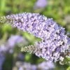 FLORASELF Vlinderstruik Buddleja Davidii Monarch Glass Slippers ® H 40 Cm -FLORASELF Verkoop DV 8 10357671 01 4c DE 20201222051655