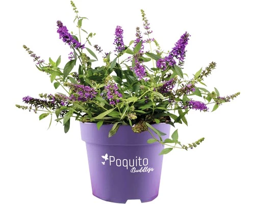 FLORASELF Vlinderstruik Buddleja Dav, POQUITO 'Orchid Annie' H 40 Cm 4 FLORASELF Vlinderstruik Buddleja Dav, POQUITO 'Orchid Annie' H 40 Cm - Afbeelding 2