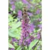 FLORASELF Vlinderstruik Buddleja Dav, POQUITO 'Orchid Annie' H 40 Cm -FLORASELF Verkoop DV 8 10357673 02 4c DE 20201222051655