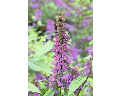 FLORASELF Vlinderstruik Buddleja Dav, POQUITO 'Orchid Annie' H 40 Cm 3 FLORASELF Vlinderstruik Buddleja Dav, POQUITO 'Orchid Annie' H 40 Cm