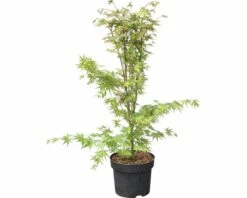 FLORASELF Japanse Esdoorn Acer Palmatum 'Oridono Nishiki' Potmaat 10 L H 80-100 Cm -FLORASELF Verkoop DV 8 10357674 02 4c DE 20201223051653